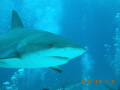   dinner yetFirst shark dive first time UW photographs. Nikon L22 Ikelite housing no strobe retouching. This was Arena Stuarts Cove. photographs retouching Cove  